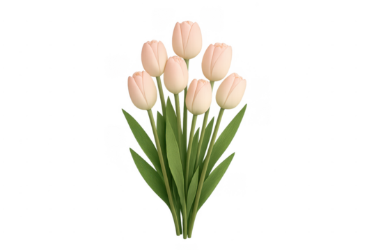 Pink tulip bouquet standing with green leaves, transparent background