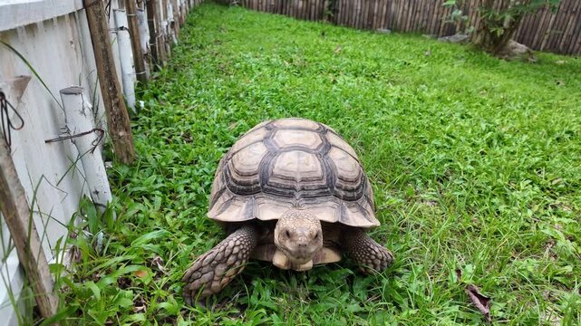A small turtle is laying in the grass. The turtle is brown and white. The grass is green and the fence is white