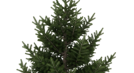 A close up view of an evergreen tree with its branches and needles against a black background
