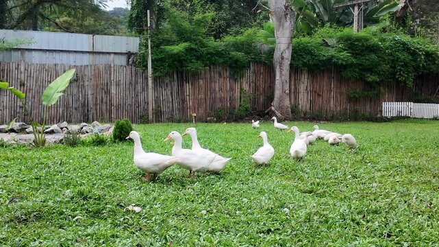A group of ducks are gathered in a grassy field. The ducks are of various sizes and are scattered throughout the field. The scene is peaceful and serene