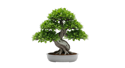 A beautiful miniature bonsai tree with a twisted trunk isolated on white.