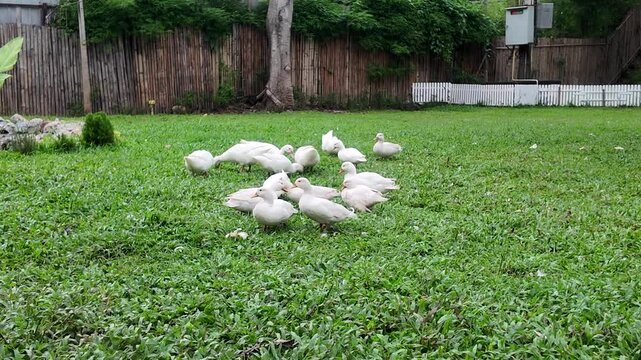A group of ducks are gathered in a grassy field. The ducks are of various sizes and are scattered throughout the field. The scene is peaceful and serene