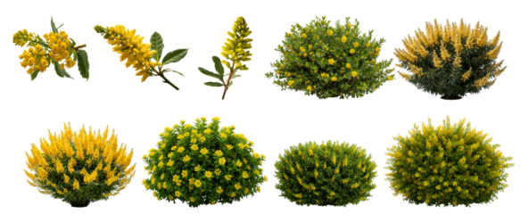 beautiful bush of garden Mahonia aquifolium isolated on a transparent background