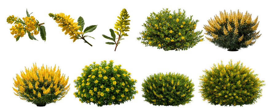 beautiful bush of garden Mahonia aquifolium isolated on a transparent background