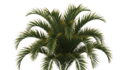 A close up view of a green palm tree with long fronds against a black background creating a tropical vibe