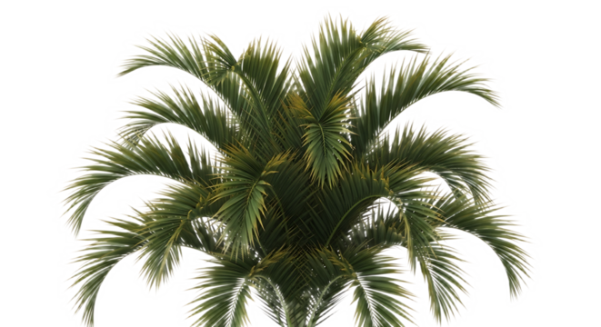 A close up view of a green palm tree with long fronds against a black background creating a tropical vibe