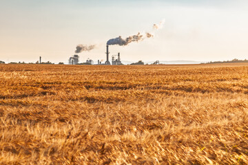 Industrial plant beyond golden wheat field at sunset