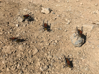 Cricket on the ground