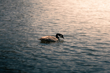 Wild duck swimming on shimmering lake water at sunset, Grand Teton National Park.