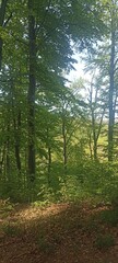 Fototapeta premium Green forest
