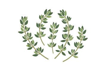 A collection of thyme sprigs arranged in a semicircle on a white background