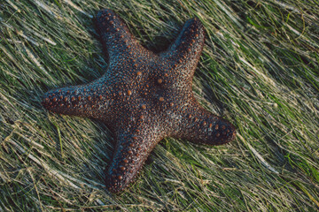 Bohol Island - Philippines