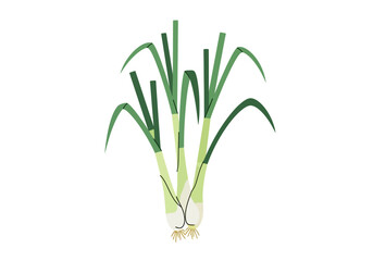 A bunch of green and white leeks with roots