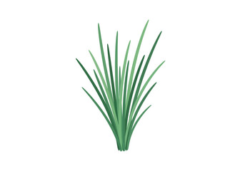 A clump of narrow green grasslike leaves tightly bunched at the bottom isolated on a white background