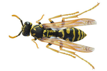 Top view of European paper wasp (Polistes dominula), isolated on white background