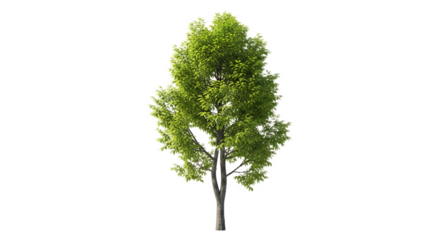 A single tree with green leaves and a visible trunk isolated against a black background space for text