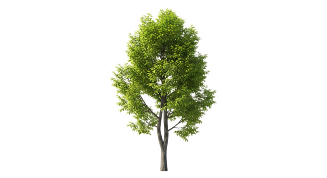 A single tree with green leaves and a visible trunk isolated against a black background space for text - Powered by Adobe