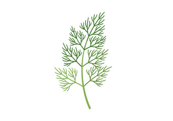 Naklejka premium Green sprig of dill with fine fernlike leaves branching from a central stem