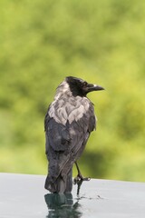 crow on the roof
