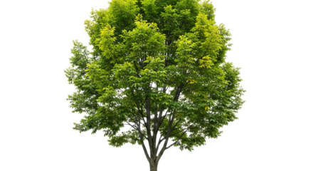 A tree with green leaves and a brown trunk isolated on a black background in daylight conditions