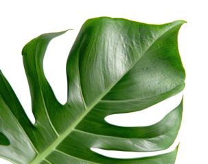 A single monstera leaf with intricate vein patterns and a rich green hue is displayed on a transparent backdrop. The leaf showcases a glossy surface and natural texture, highlighting its beauty