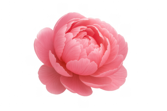 Pink peony flower blossom with transparent background