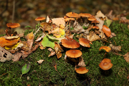Bright brown fungi (likely mushrooms) sprout from a fallen tree trunk covered in green moss, surrounded by dry autumn foliage. Warm sunlight illuminates the scene, creating a cozy late-autumn forest a