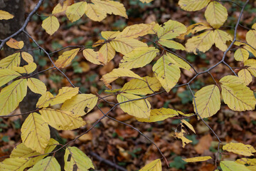 A close-up shot features branches covered in bright yellow leaves with visible veins, creating a rich autumnal texture. Dark branches crisscross against a blurred background of the brown fallen leaves