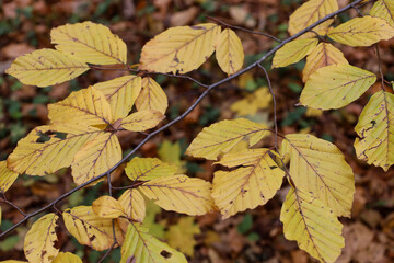A close-up of a horizontal branch covered in bright yellow leaves with distinct veins, indicative of deep autumn.