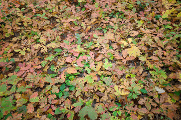 A colorful carpet of fallen leaves in an autumn forest. Bright shades of green, yellow, red, and brown create a rich natural texture. This is an ideal background symbolizing the change of seasons and 