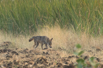 Indian Grey Wolf (Canis lupus pallipes) standing alert on farmland near Bhigwan, Maharashtra - rare predator adapting to rural Indian habitats.