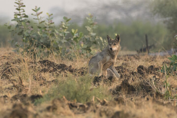 Indian Grey Wolf (Canis lupus pallipes) standing alert on farmland near Bhigwan, Maharashtra - rare predator adapting to rural Indian habitats.