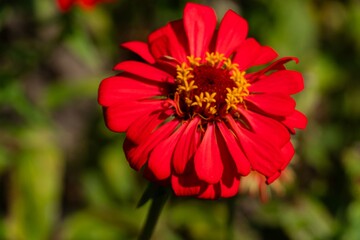 red dahlia flower