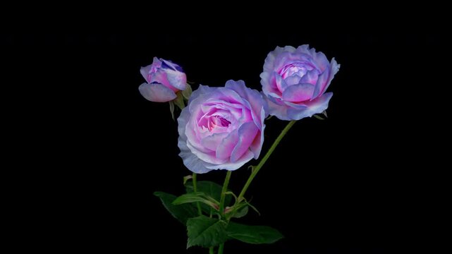 Beautiful blue Rose flower background. Wedding backdrop, Valentine's Day concept. Mother's day, Holiday, Love, birthday