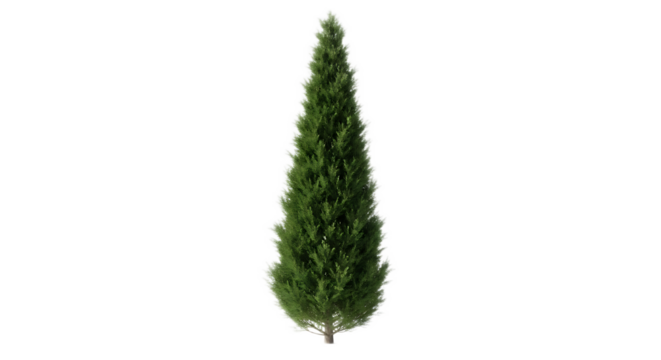 A single coniferous tree with a pointed top stands against a black background in a studio shot