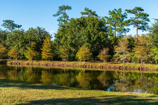 lake in the forest