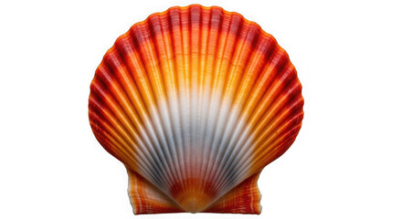 Orange seashell isolated on transparent background, a beautiful ocean souvenir