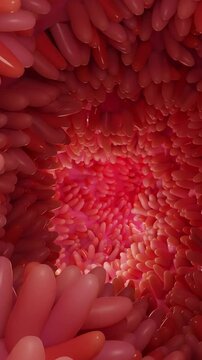 medically accurate animation of intestinal villi. Red microvilli in a intestinal tract. close-up, Microbiology, anatomy, biology, science, medicine, medical and healthcare concepts. 3D Rendering	
