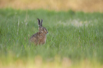 Brown hare sitting in grass contemplates surroundings.