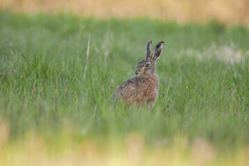 Brown hare sitting in grass contemplates surroundings.