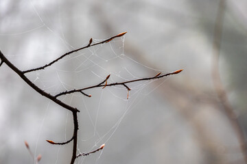 Delicate spider webs covering bare tree twigs with fresh buds in foggy morning light