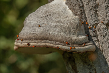 Fungus on bark of tree in forest during sunny day. Invasion of Asian ladybugs.