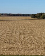 Fototapeta premium Golden Harvest Field Under Clear Sky