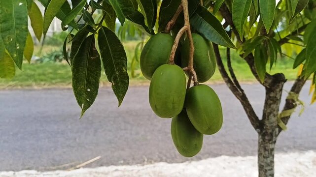 kedondong fruit on the tree. 4k video