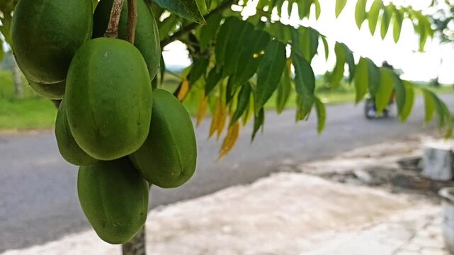 kedondong fruit on the tree. 4k video