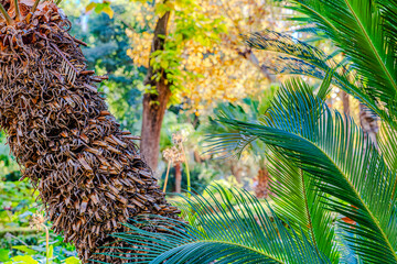 El parque Ribalta, preciso parque en el interior de  castellón de la plana