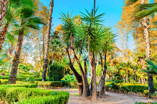 Yucca elephantipes en el parque Ribalta, preciso parque en el interior de  castell&oacute;n de la plana
