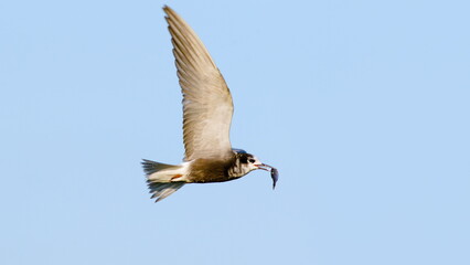 Fototapeta premium seagull in flight