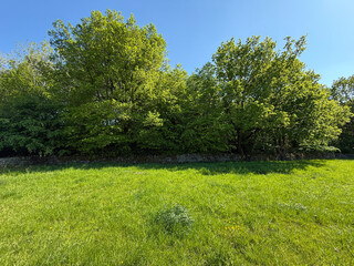 A wide green meadow lies under a bright blue sky. Towering trees with thick foliage line the perimeter, shaping a tranquil landscape in Allerton, Bradford, UK