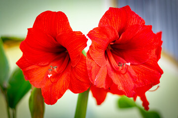 l&iacute;rio vermelho